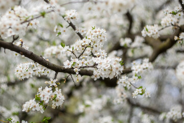 Kyiv, Ukraine, april 2014: Blossom of the Wild Plum in the forest