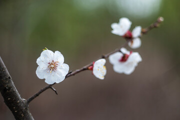 Kyiv, Ukraine, april 2014: Blossom of the Wild Plum in the forest