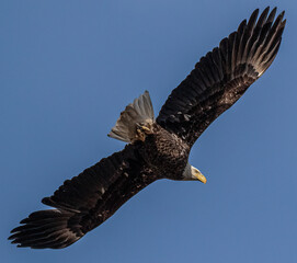 bald eagle in flight