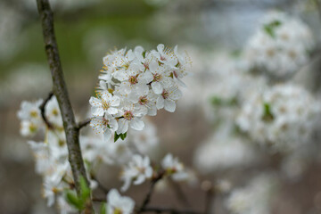 Kyiv, Ukraine, april 2014: Blossom of the Wild Plum in the forest