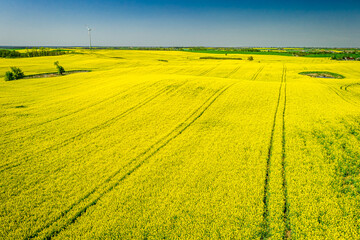 Rape fields in the spring. Aerial view of agriculture, Poland.