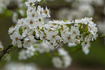 Kyiv, Ukraine, april 2014: Blossom of the Wild Plum in the forest