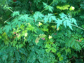background of leaves