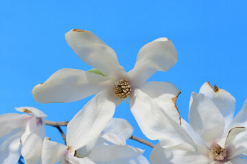 snow white magnolia flower buds with twig isolated on blue background