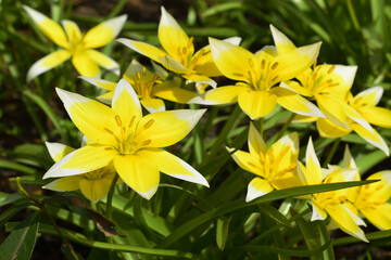many yellow tulips with white star-shaped tips are growing in the garden