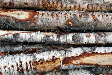 tree trunks closeup, birch trees, bark, shapes and texture, natural background