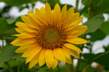 Sunflowers bloom in the rainy season in Indonesia.
