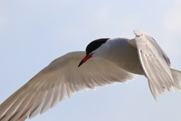 Common tern