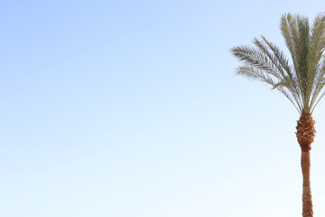 palm tree against blue sky