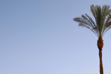 palm tree against blue sky