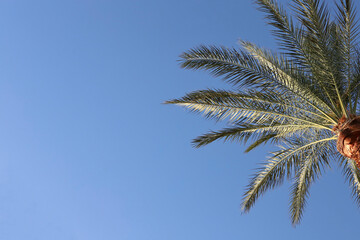 Obraz na płótnie Canvas palm tree against sky