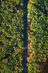Black road and autumn forest. Aerial view of nature, Poland.