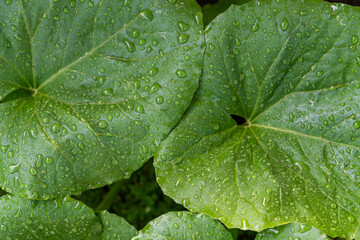 Wide leaves with water droplets on them during the rainy season.