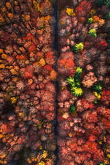 Fototapeta premium Aerial view of travel through autumn forest. Trip to forest.