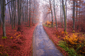 Asphalt road through forest. Autumn trip in autumn.