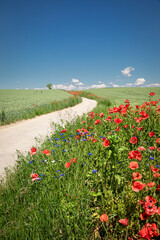 Poppy seed flower and green field. Agriculture in spring, Poland