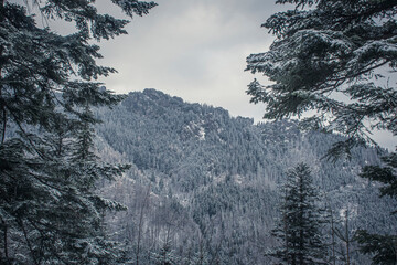 Coniferous forest in Western Tatra Mountains, Poland. Spruce and fir trees growing on rocky hills. Selective focus on the branches, blurred background.