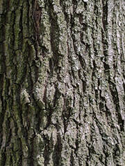 Rough tree bark texture close up