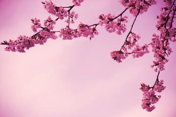 Frühlingshintergrund in Pink