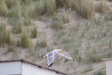Seagull in flight in Texel