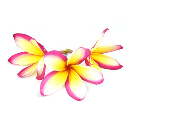 frangipani flower isolated on white