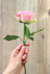 female hand holding a pink rose