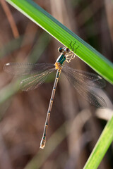 Eastern Willow Spreadwing damselfly, (Lestes parvidens) female perched, near Side, Turkey.