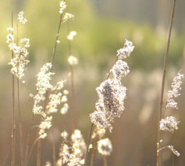 Close-up of reed panicles in the golden hour.