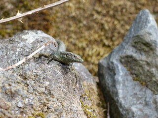 Portrait of a Madeiran wall lizzard stitting on a rock .