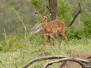 Young, cute impala calf standing in green grass. Isolated with selective focus. 