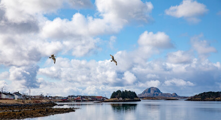 Seagull flying over the sea in Brønnøy,Helgeland,Nordland county,Norway,scandinavia,Europe