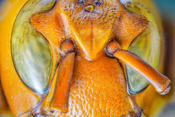 Extreme macro photography, super macro, bug