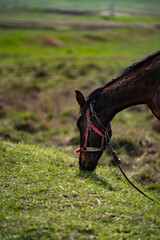 Old dirty horse in a village in japan