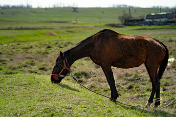 Old dirty horse in a village in Japan