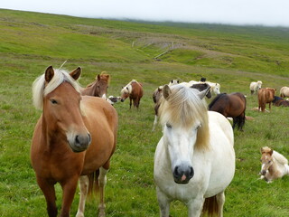 Fototapeta na wymiar icelandic horses in a meadow with fog in the background