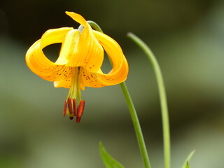 Yellow lily flower