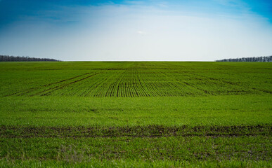 Fototapeta na wymiar spring. field before sowing wheat