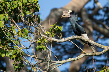 Silvery-cheeked hornbill at Lake Victoria, Uganda