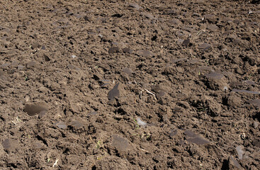 Wet lumps of soil