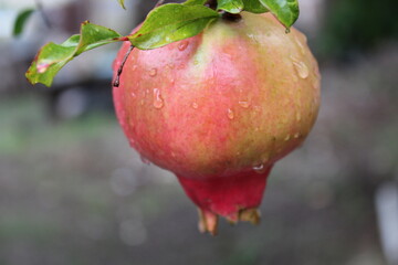 GRANADA ROJA Y DELICIOSA