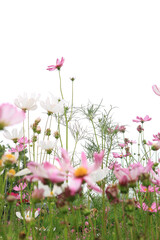 Obraz na płótnie Canvas Close-up pink vivid color blossom of Cosmos flower, with blue sky in a field.