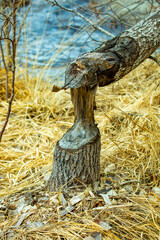 tree fell by beaver