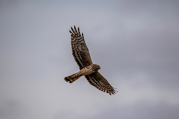 Female Northern harrier in flight