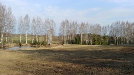 forest in the morning