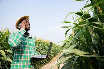 Africa American farmer using smartphone and laptop for contacts customers in corn field examining...