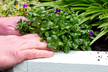 Aubrieta being planted by a man in a garden flower bed