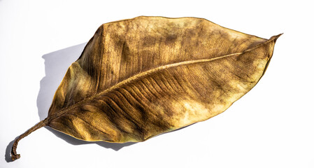 A dry ficus leaf on a light background and its shadow from the sunlight. Dried leaves.