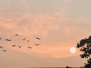 birds on sunset