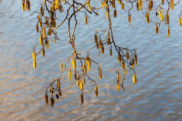 Speckled alder male flowers at water background. Grey alder (alnus incana) catkins in the foreground and water in the sun in the background. Branch of an alder tree is blooming at early spring. 