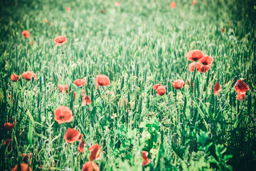 Field with green shoots of grain and poppy flowers